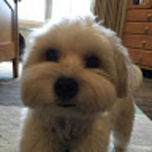 Meet your Posher, Ella